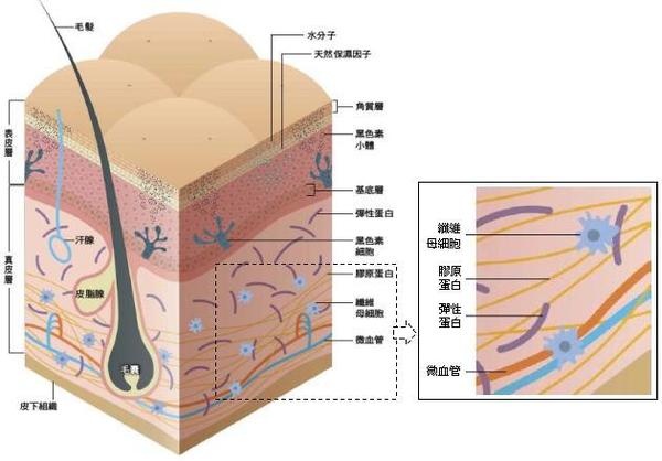 美容儀器-第39屆鄭州國際美容美發(fā)化妝品博覽會
